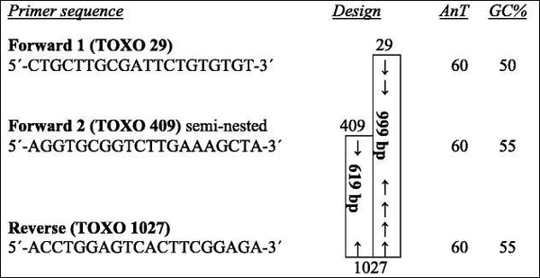 Molecular diagnosis of Toxoplasma gondii infection in Libya