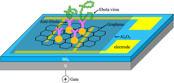 Field-Effect Transistor Biosensor for Rapid Detection of Ebola Antigen