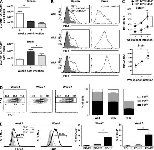 Blimp-1–mediated CD4 T cell exhaustion causes CD8 T cell dysfunction during chronic toxoplasmosis