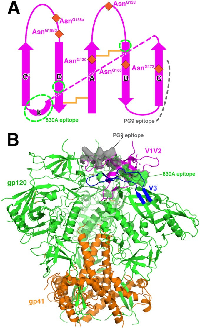 The V1V2 Region of HIV-1 gp120 Forms a Five-Stranded Beta Barrel