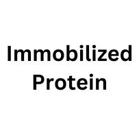 Immobilized Protein
