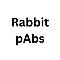 Rabbit pAbs